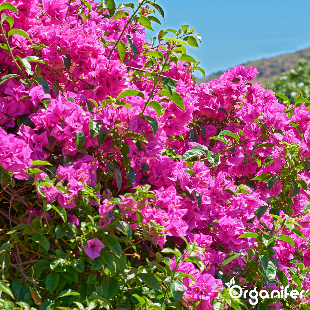 bougainvillea liquid fertiliser