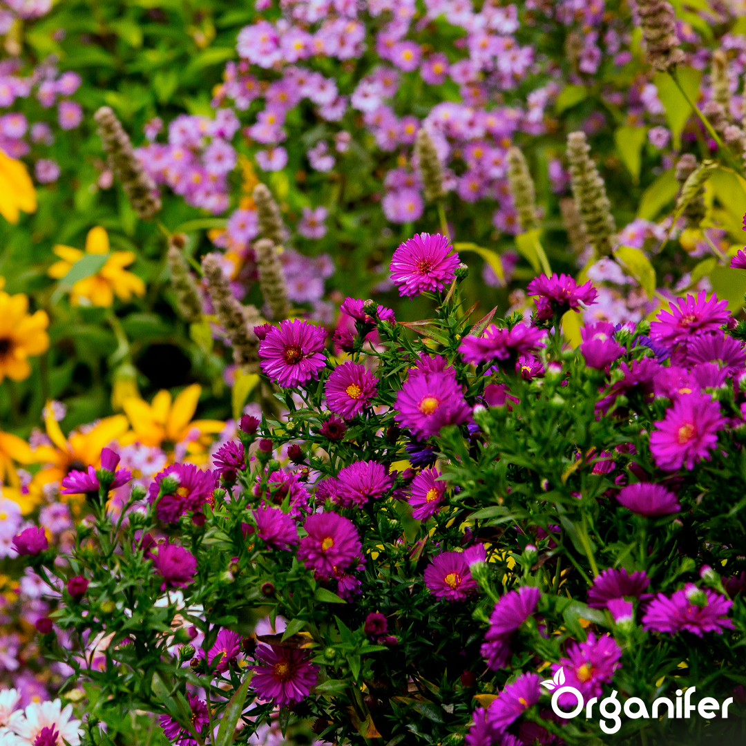 liquid fertiliser Garden