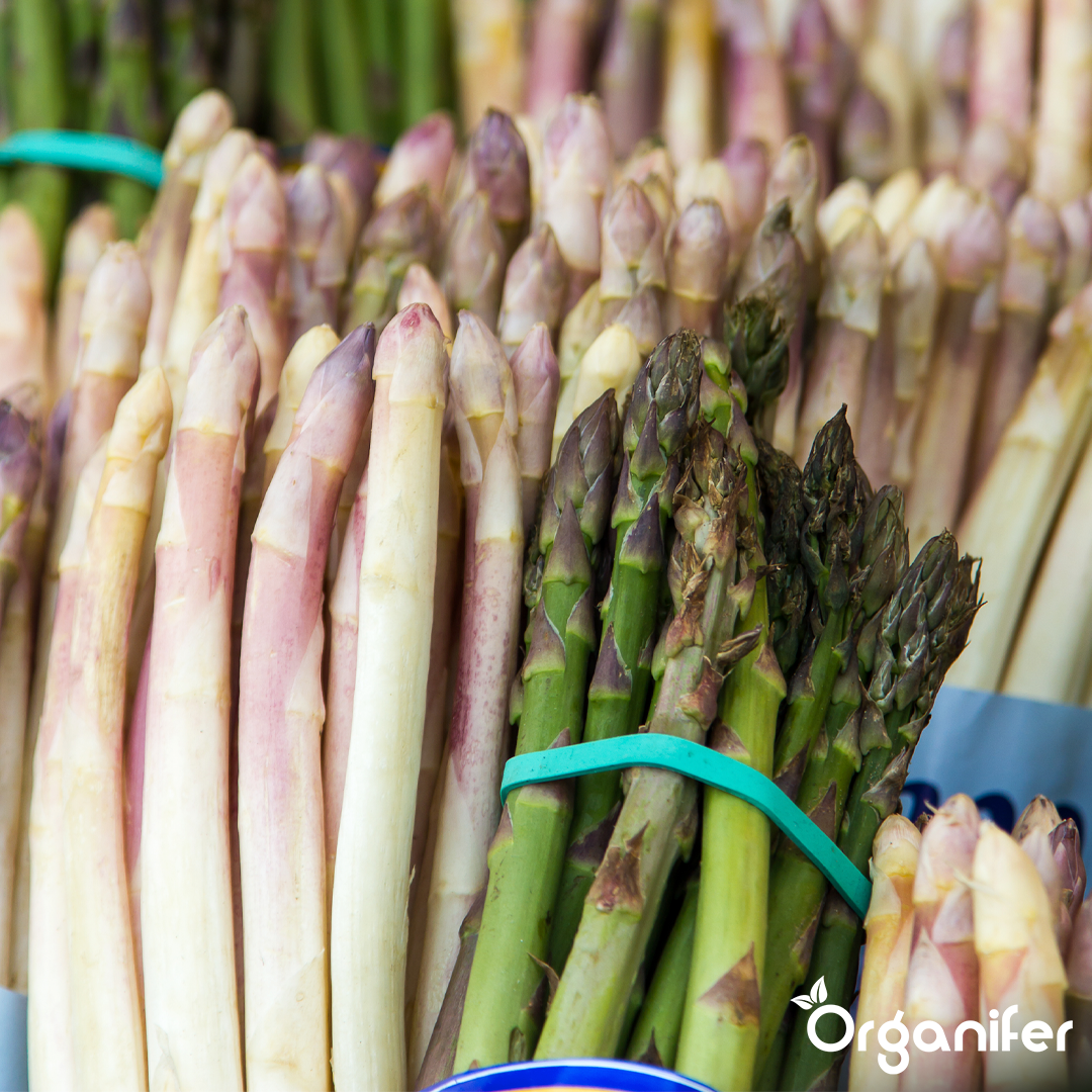 liquid fertiliser asparagus