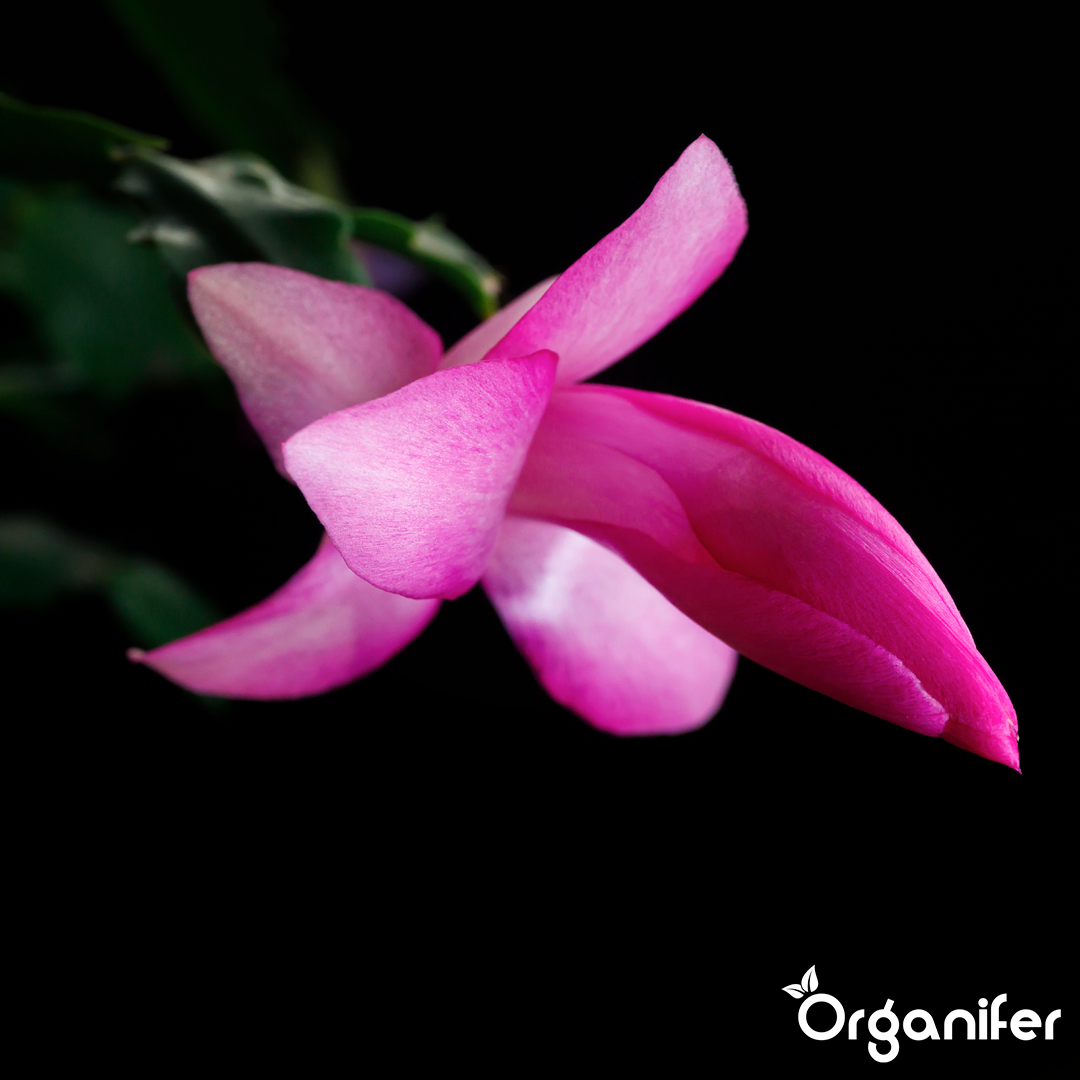 Christmas Cactus