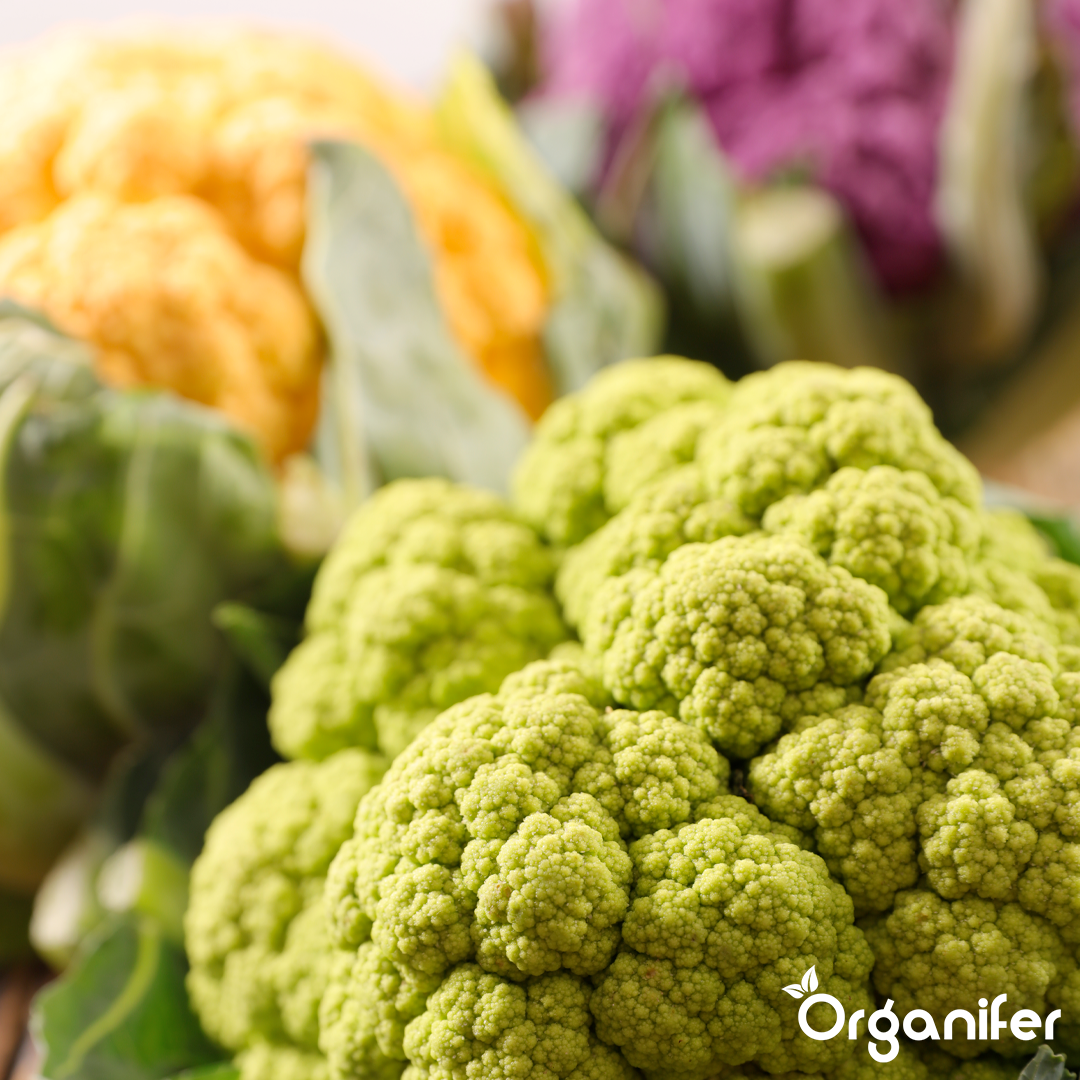 liquid fertiliser cauliflower