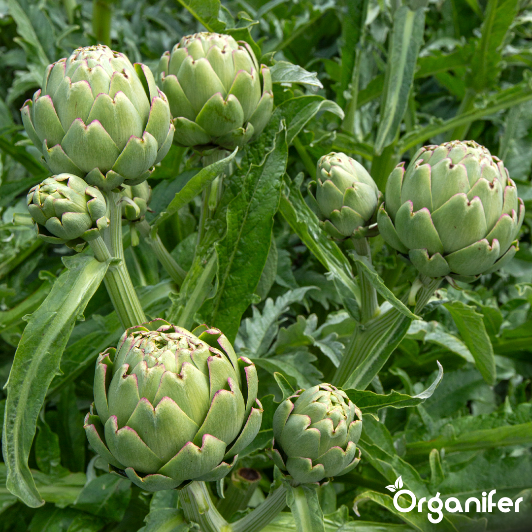 liquid fertiliser artichoke