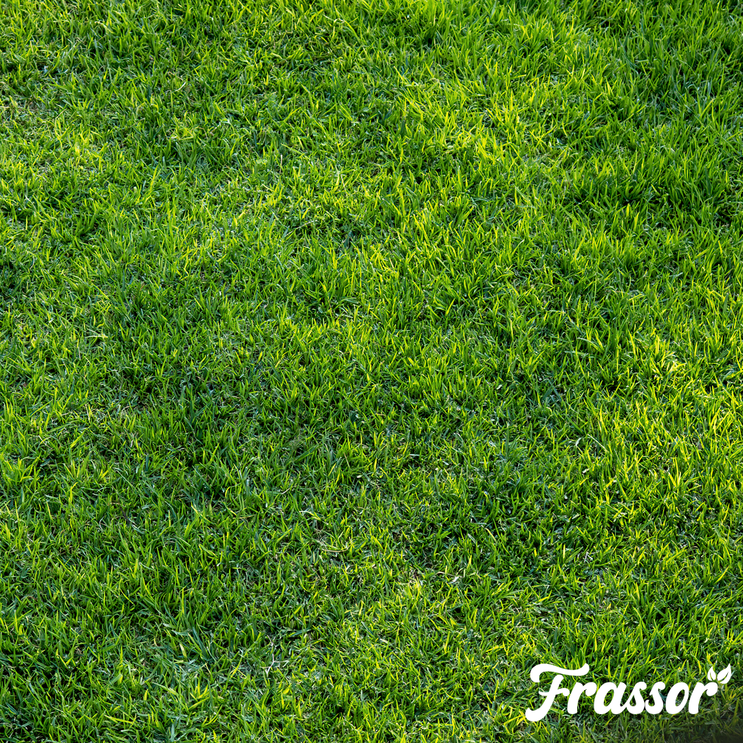 frassor grass vital