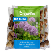 100 Allium Purple Sensation Bulbs