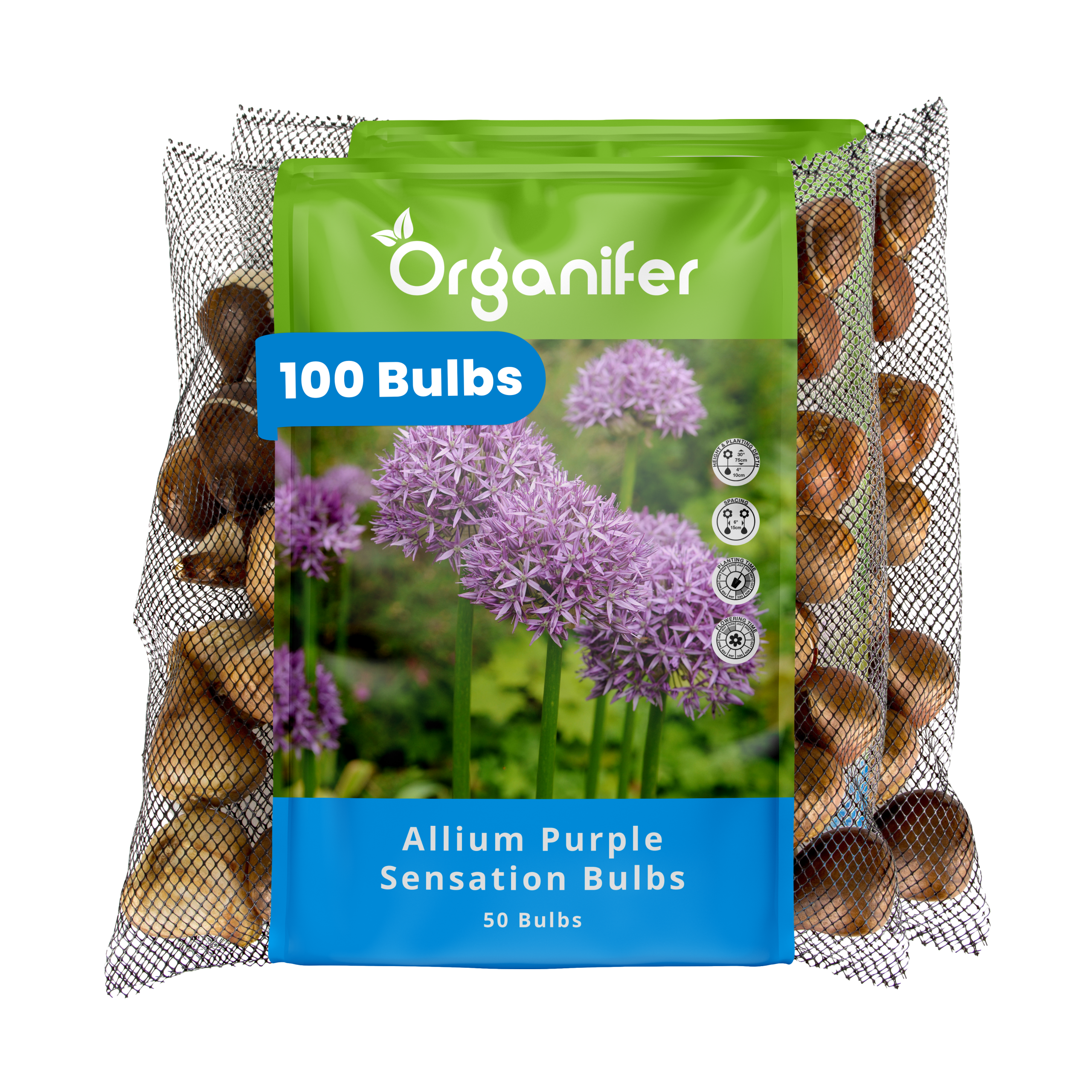 100 Allium Purple Sensation Bulbs