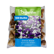 100 Crocus Bulbs – Large-Flowering Paradise Mix