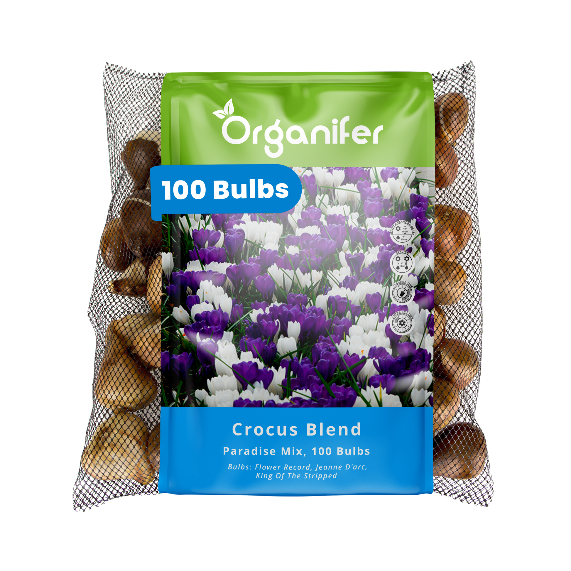 100 Crocus Bulbs – Large-Flowering Paradise Mix