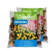 100 Tulip Bulbs – 4 Vibrant Varieties