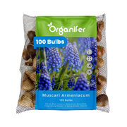 100 Muscari Armeniacum Bollen