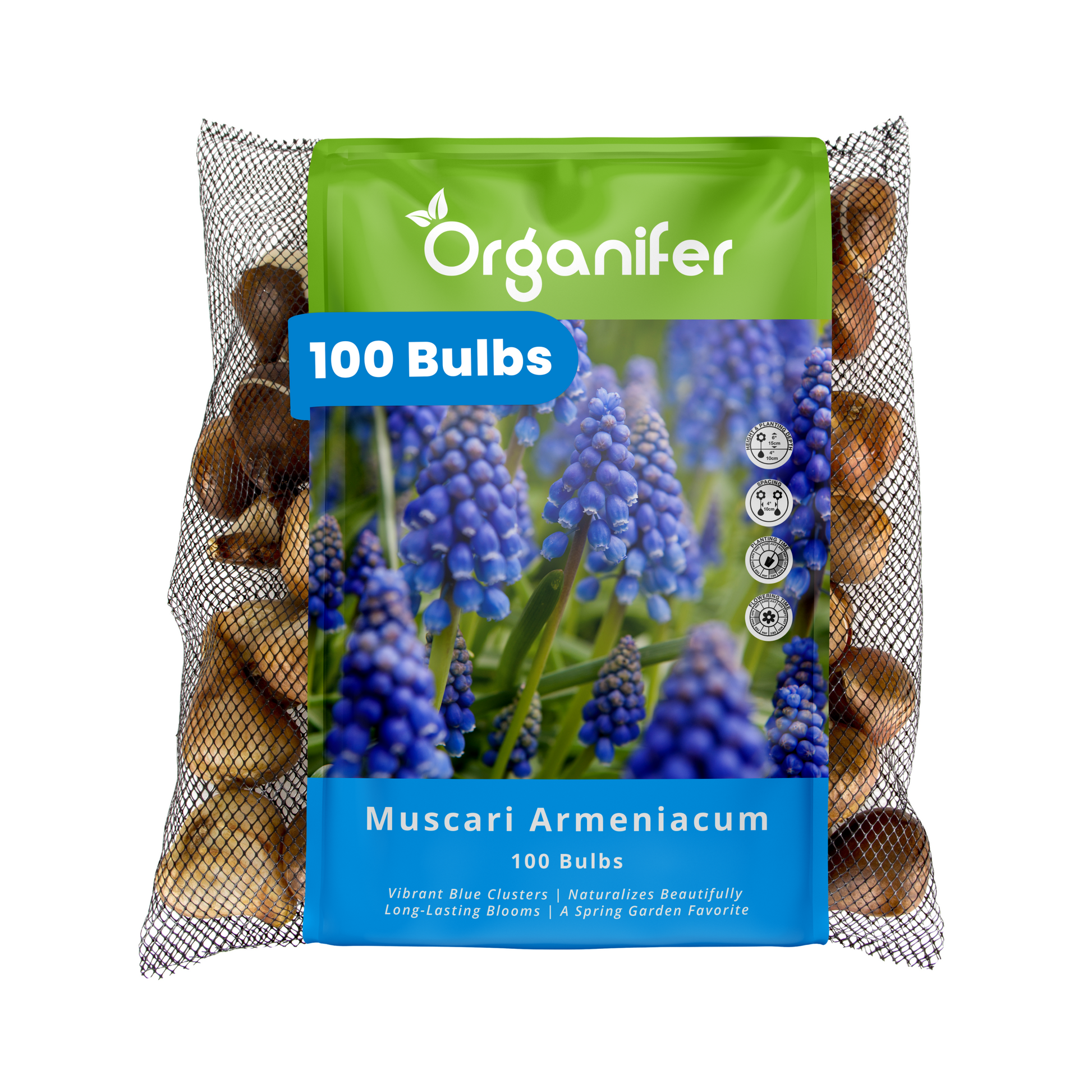 100 Muscari Armeniacum Bollen