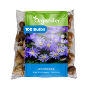 100 Anemone Bulbs – Blue Windflowers