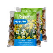 100 Daffodil Bulbs – 6 Elegant Varieties