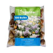 100 Crocus Bulbs – Large-Flowered Mix