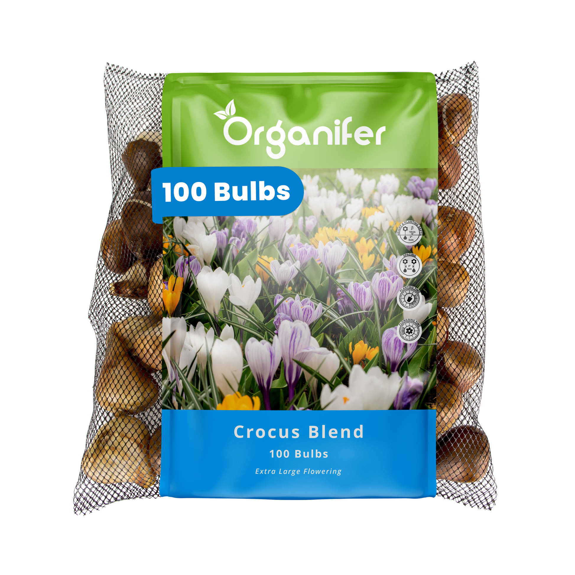 100 Crocus Bulbs – Large-Flowered Mix