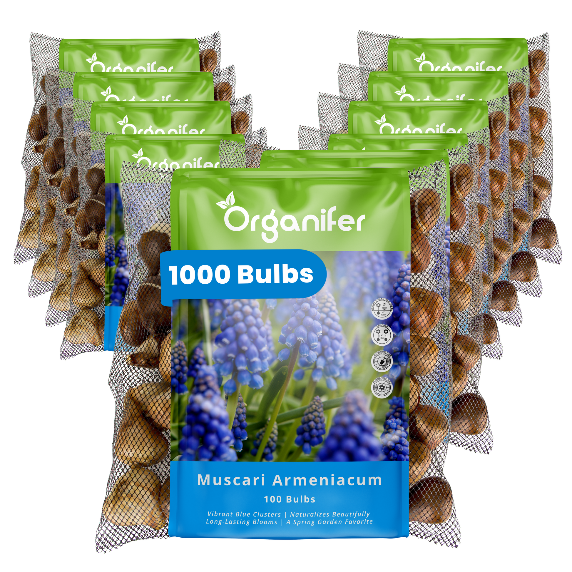 1000 Muscari Armeniacum Bulbs