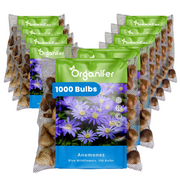 1000 Anemone Bulbs – Blue Windflowers