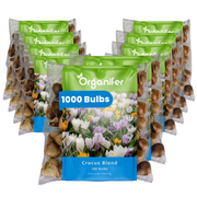 1000 Crocus Bulbs – Large-Flowered Mix