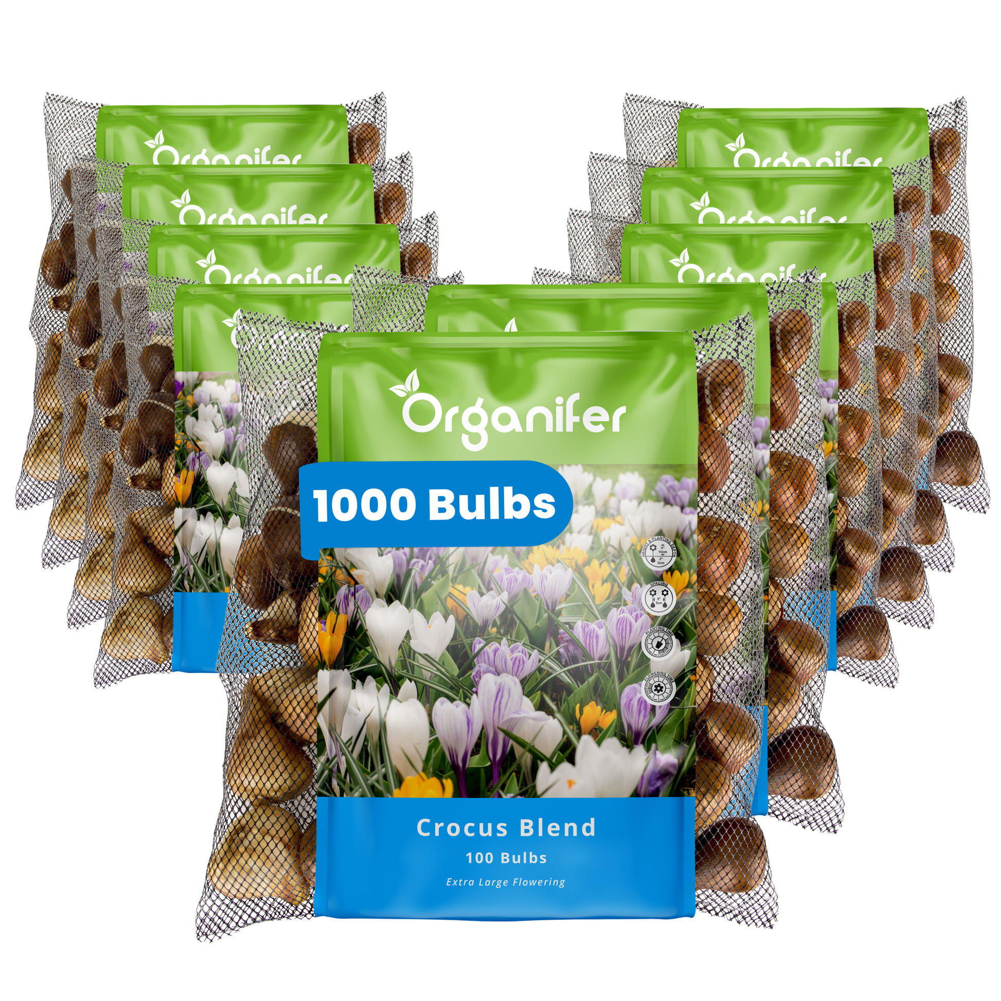 1000 Crocus Bulbs – Large-Flowered Mix