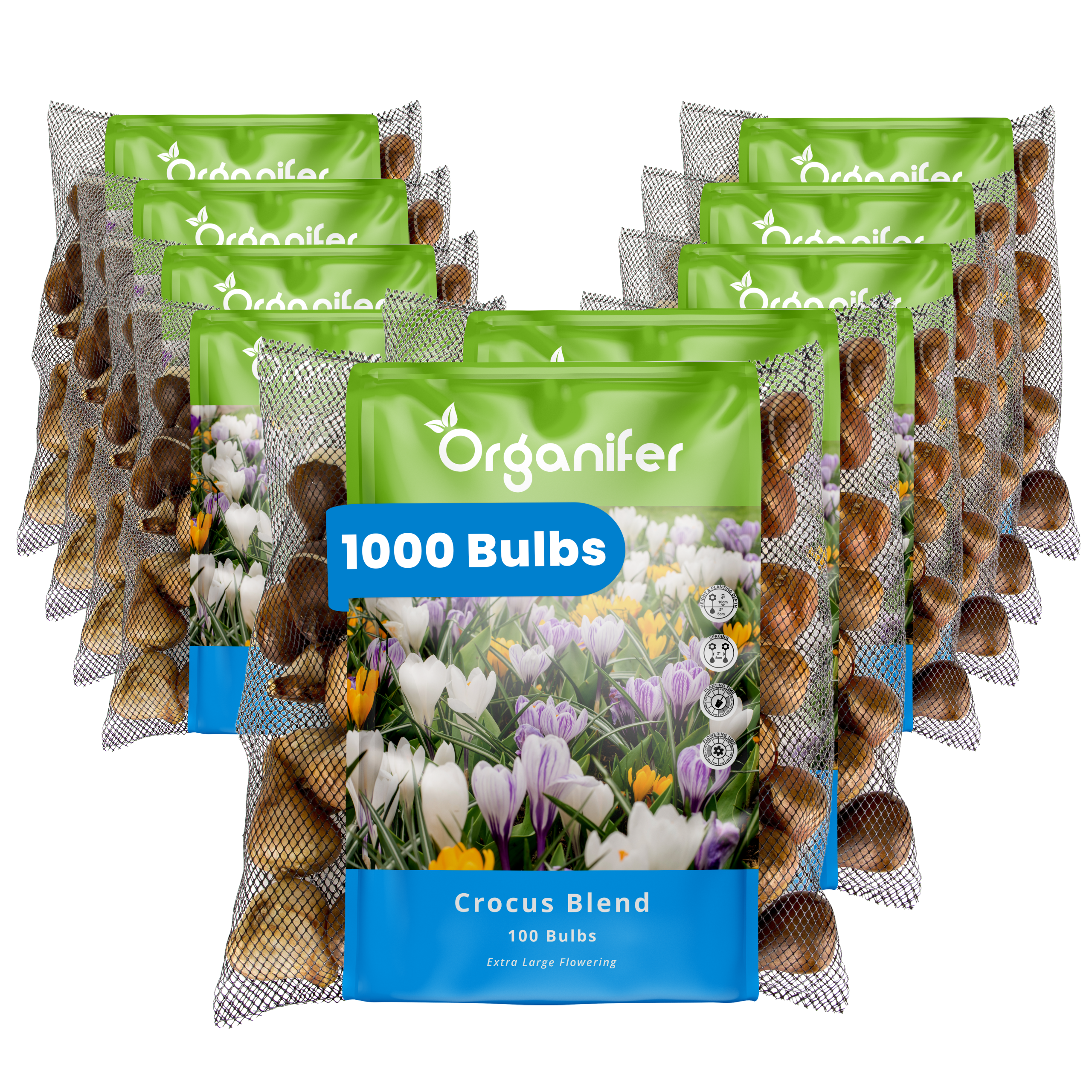 1000 Crocus Bulbs – Large-Flowered Mix