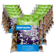 1000 Crocus Bulbs – Large-Flowering Paradise Mix