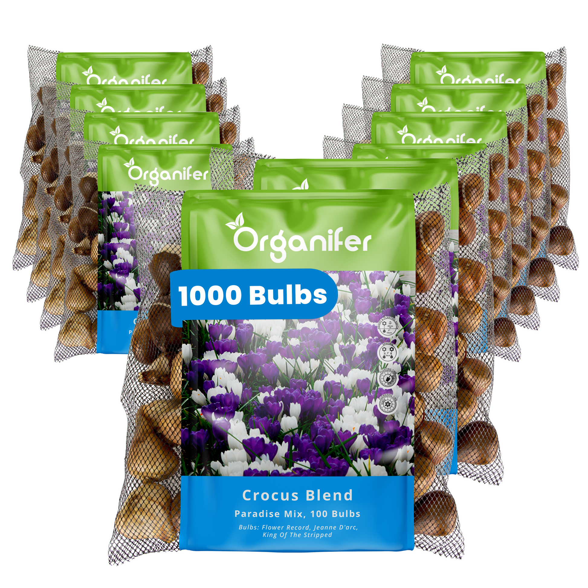 1000 Crocus Bulbs – Large-Flowering Paradise Mix