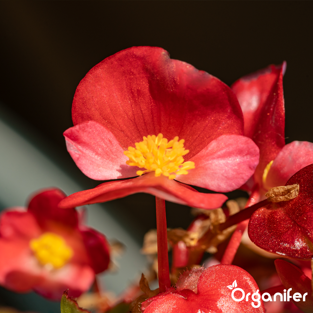 liquid fertiliser Begonia