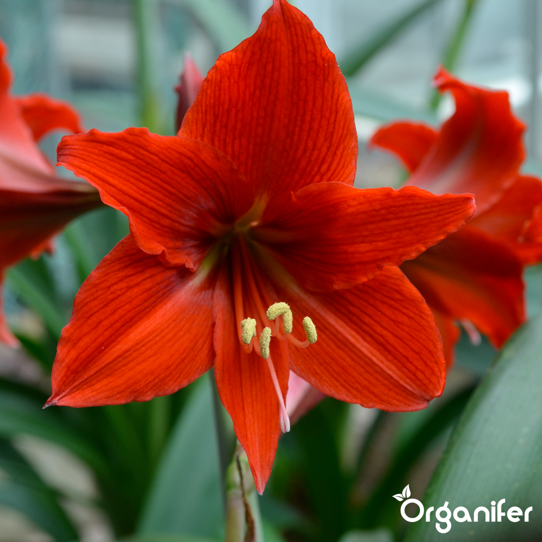liquid fertiliser Amaryllis