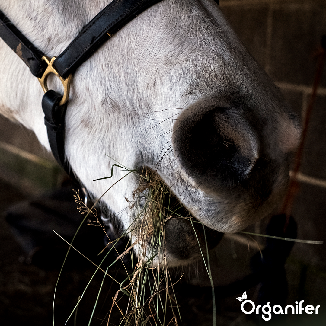 Semences de graminées pour foin - Herbe pour foin et ensilage (15 kg pour 2 500 m2)