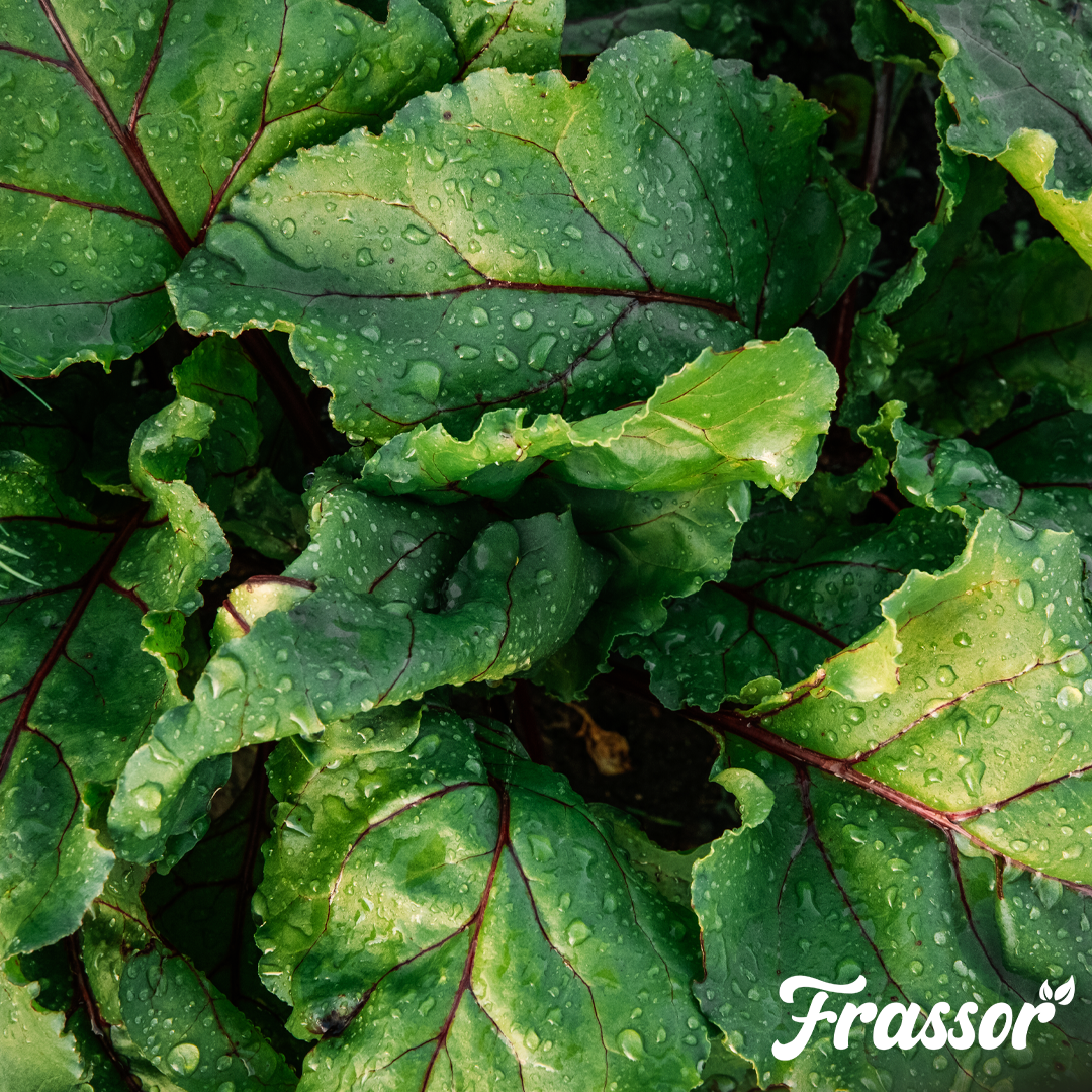 11 frassor leaf resilience