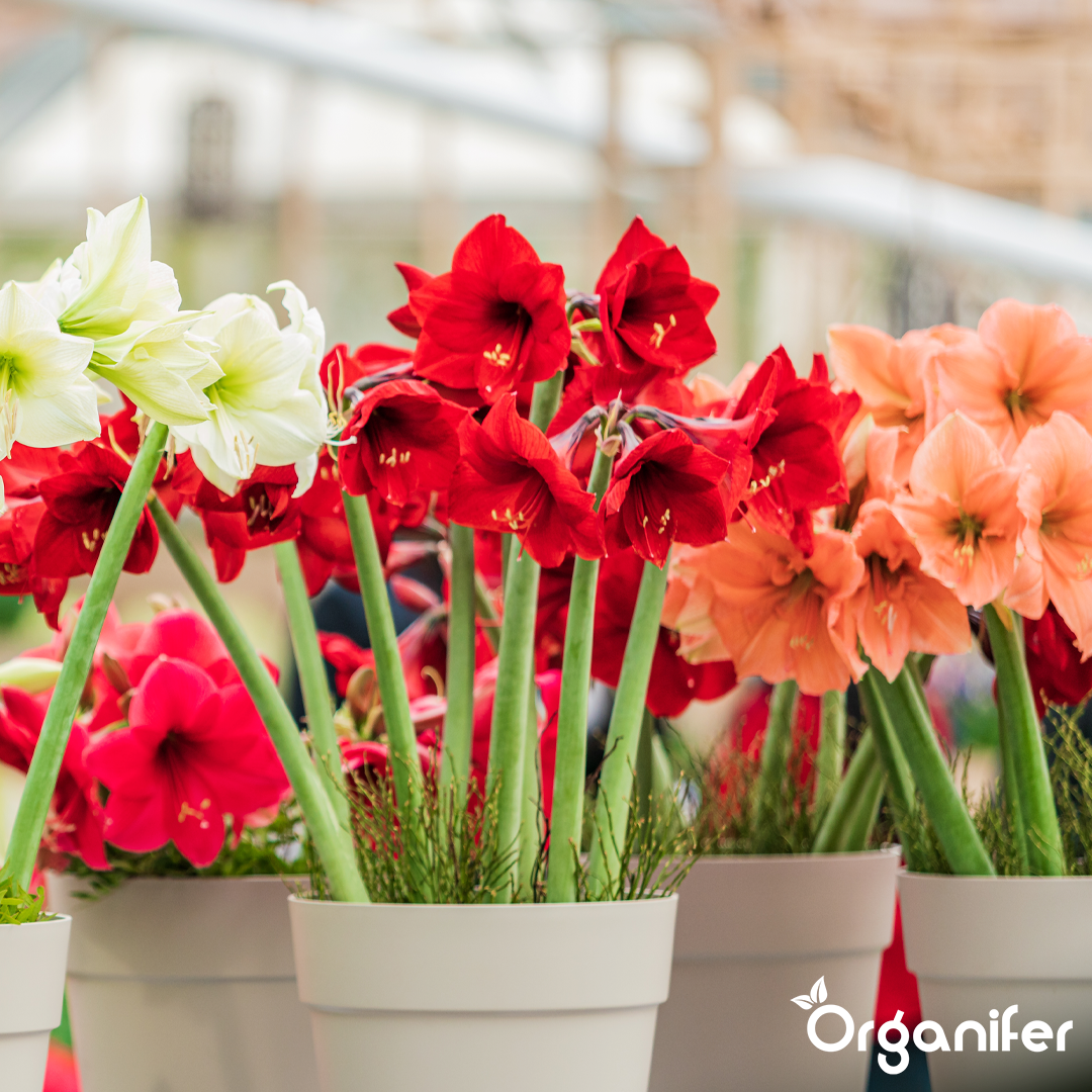 liquid fertiliser Amaryllis