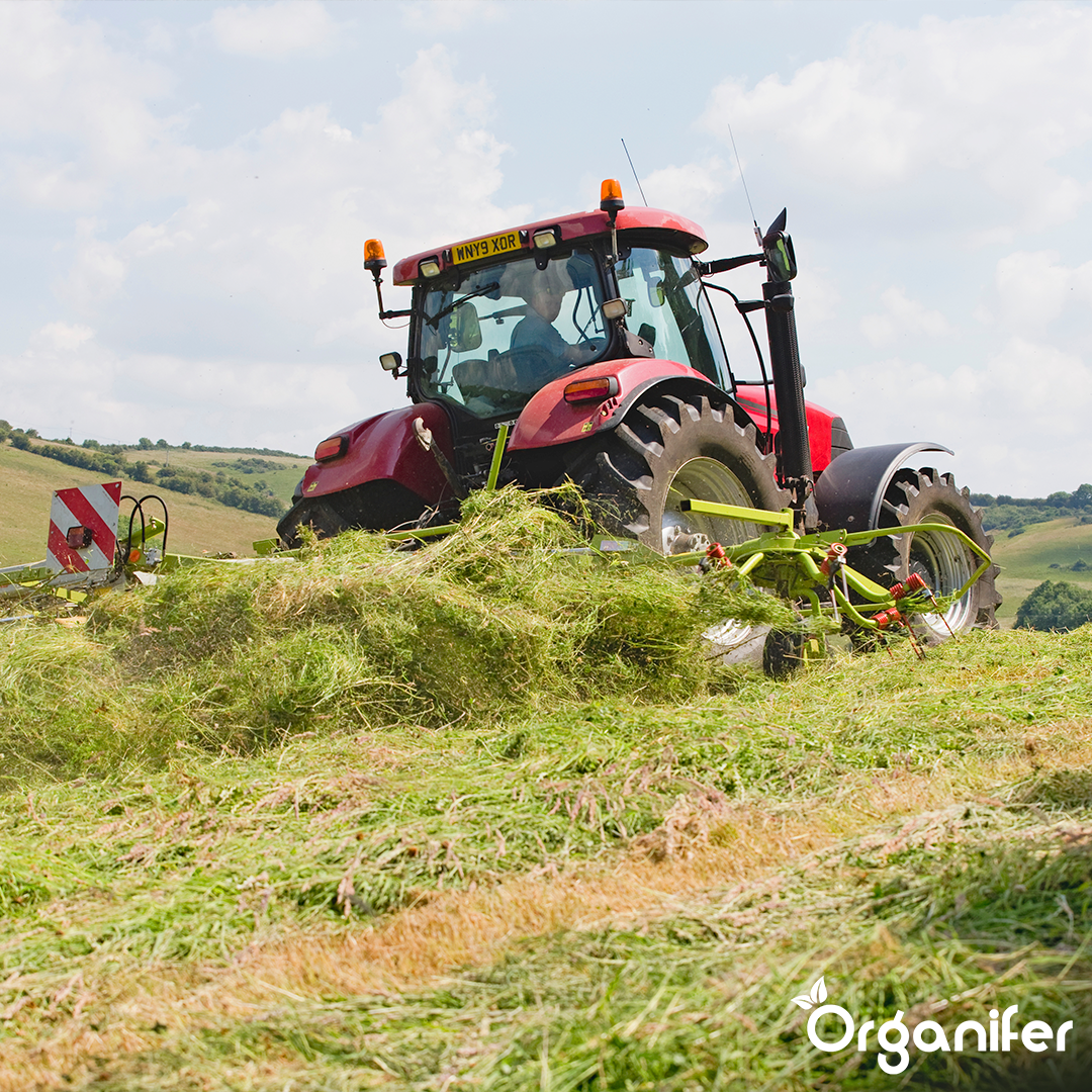 Semences de graminées pour foin - Herbe pour foin et ensilage (15 kg pour 2 500 m2)