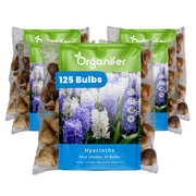 125 Hyacinth Bulbs – Blue Shades