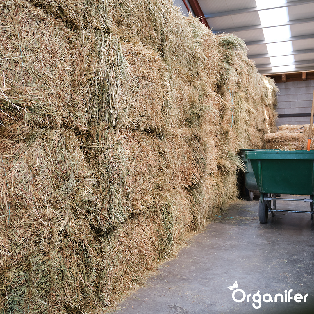 Semences de graminées pour foin - Herbe pour foin et ensilage (15 kg pour 2 500 m2)