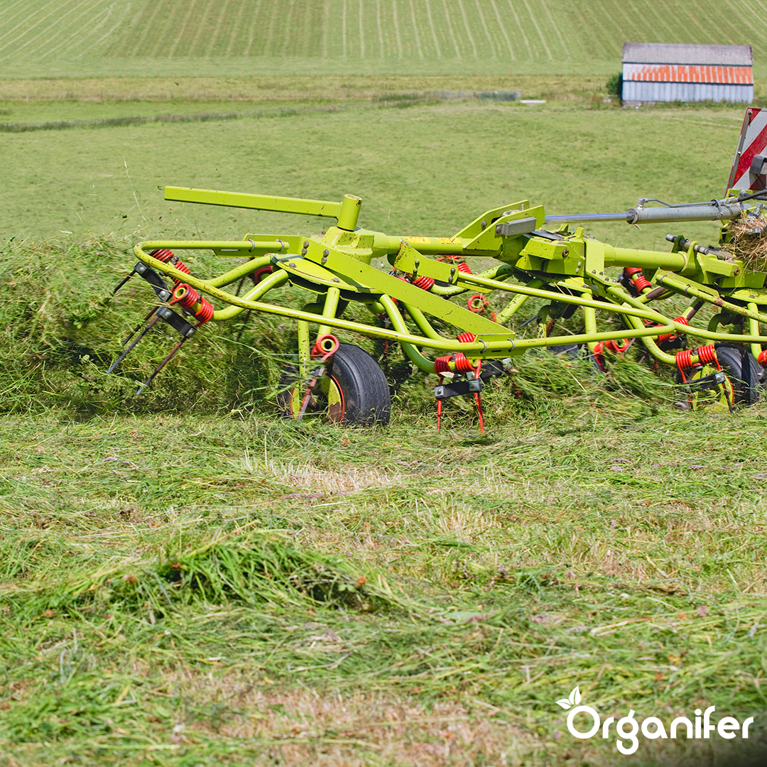 Semences de graminées pour foin - Herbe pour foin et ensilage (15 kg pour 2 500 m2)