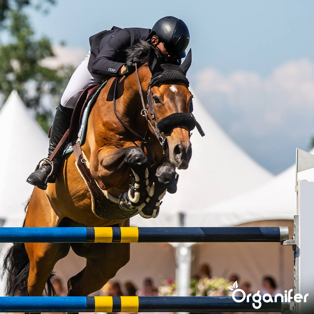 Weidegraszaad Paddock - Voor paardenweides & paddocks (15 kg voor 1666 m2)