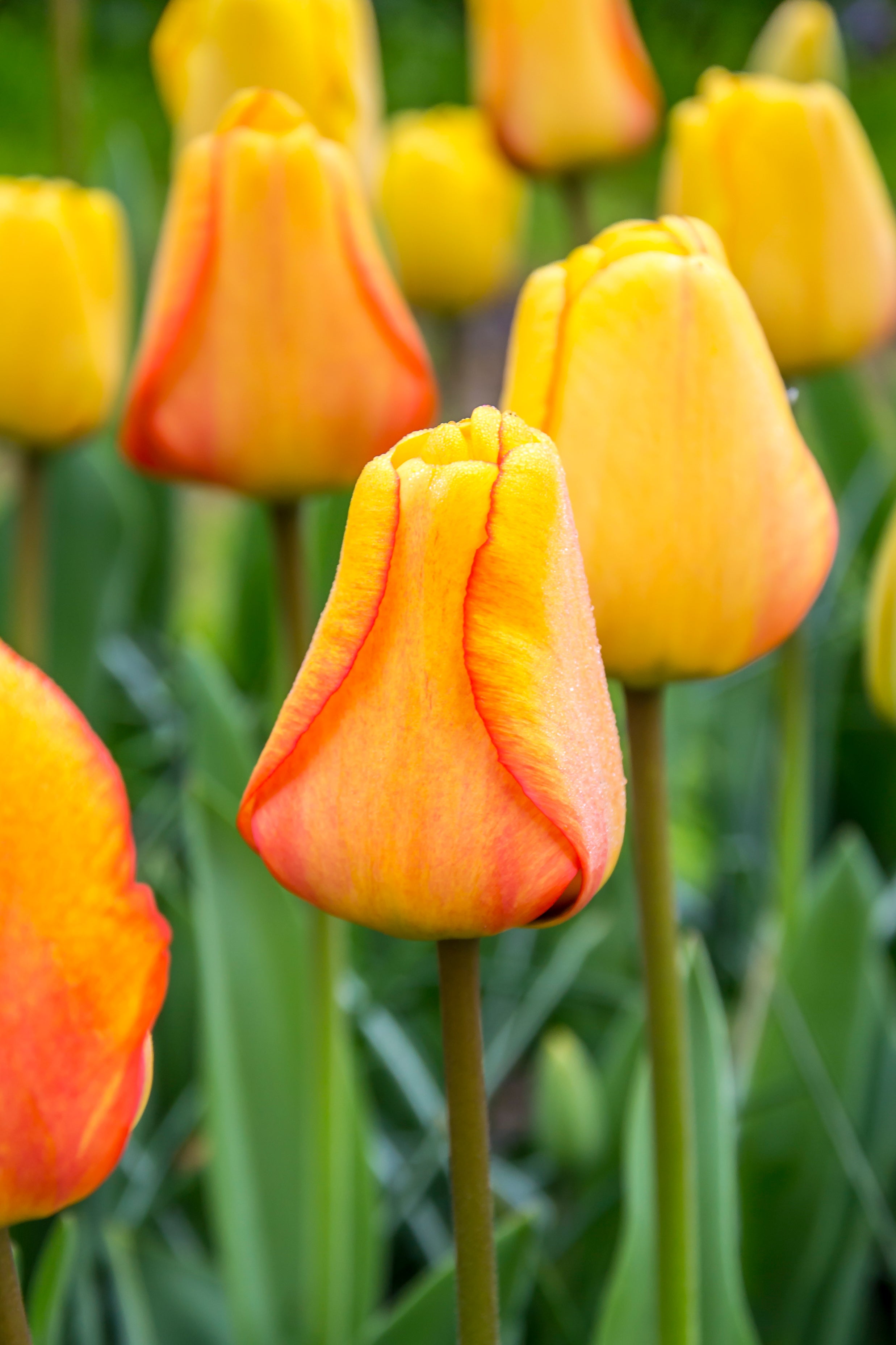 Żywa trójkolorowa mieszanka tulipanów