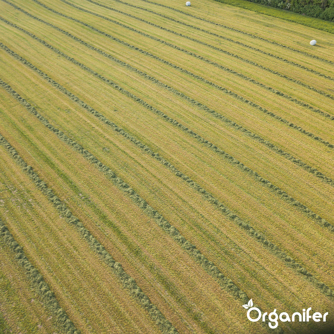 Semences de graminées pour foin - Herbe pour foin et ensilage (15 kg pour 2 500 m2)