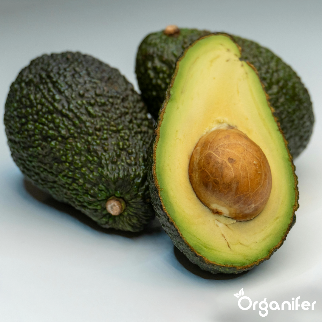 liquid fertiliser avocado