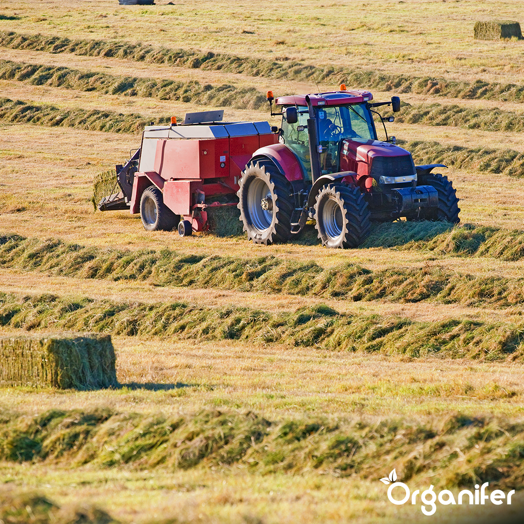 Semences de graminées pour foin - Herbe pour foin et ensilage (40x = 600 kg pour 10 ha)