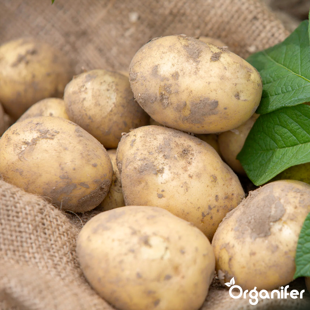 Organic Seed Potatoes Levante