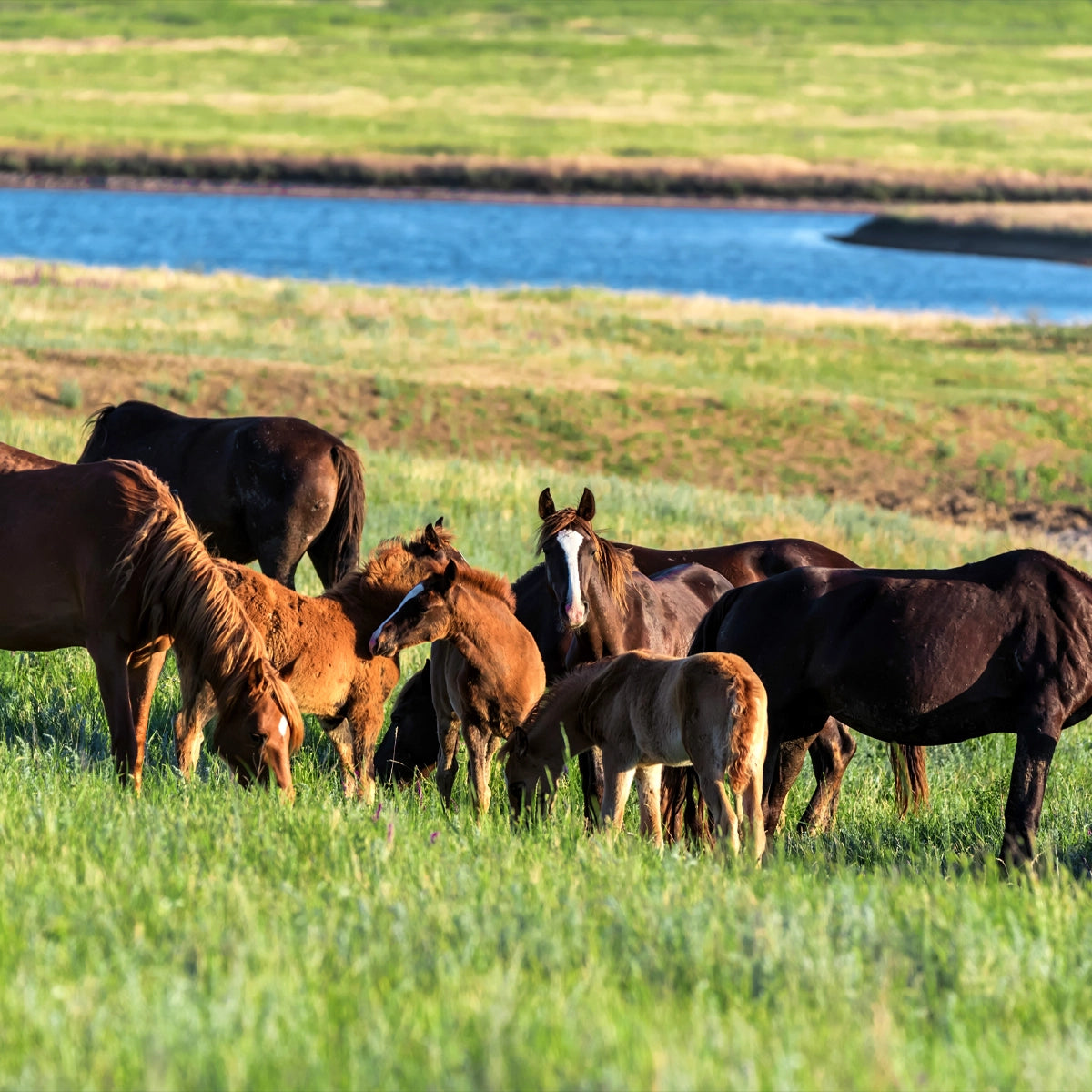 Dense, Durable & Trampling-Resistant