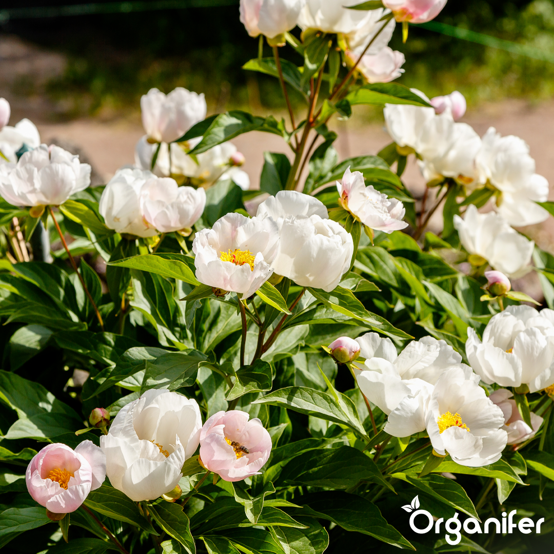 Lenteroos Vloeibare Meststof - 1 liter