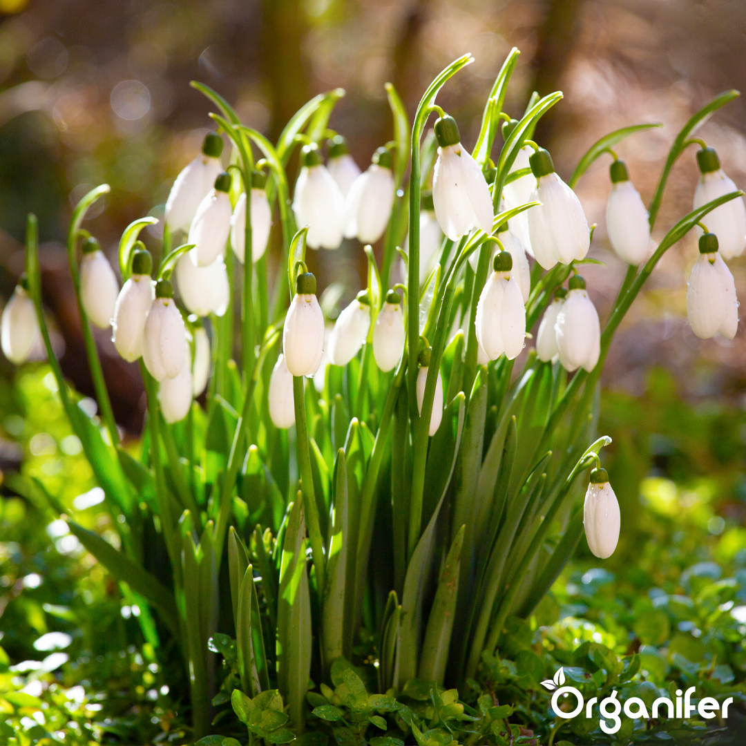 liquid fertiliser Early bloomer