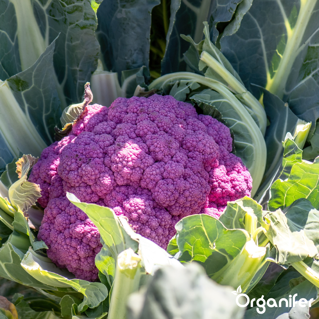liquid fertiliser cauliflower
