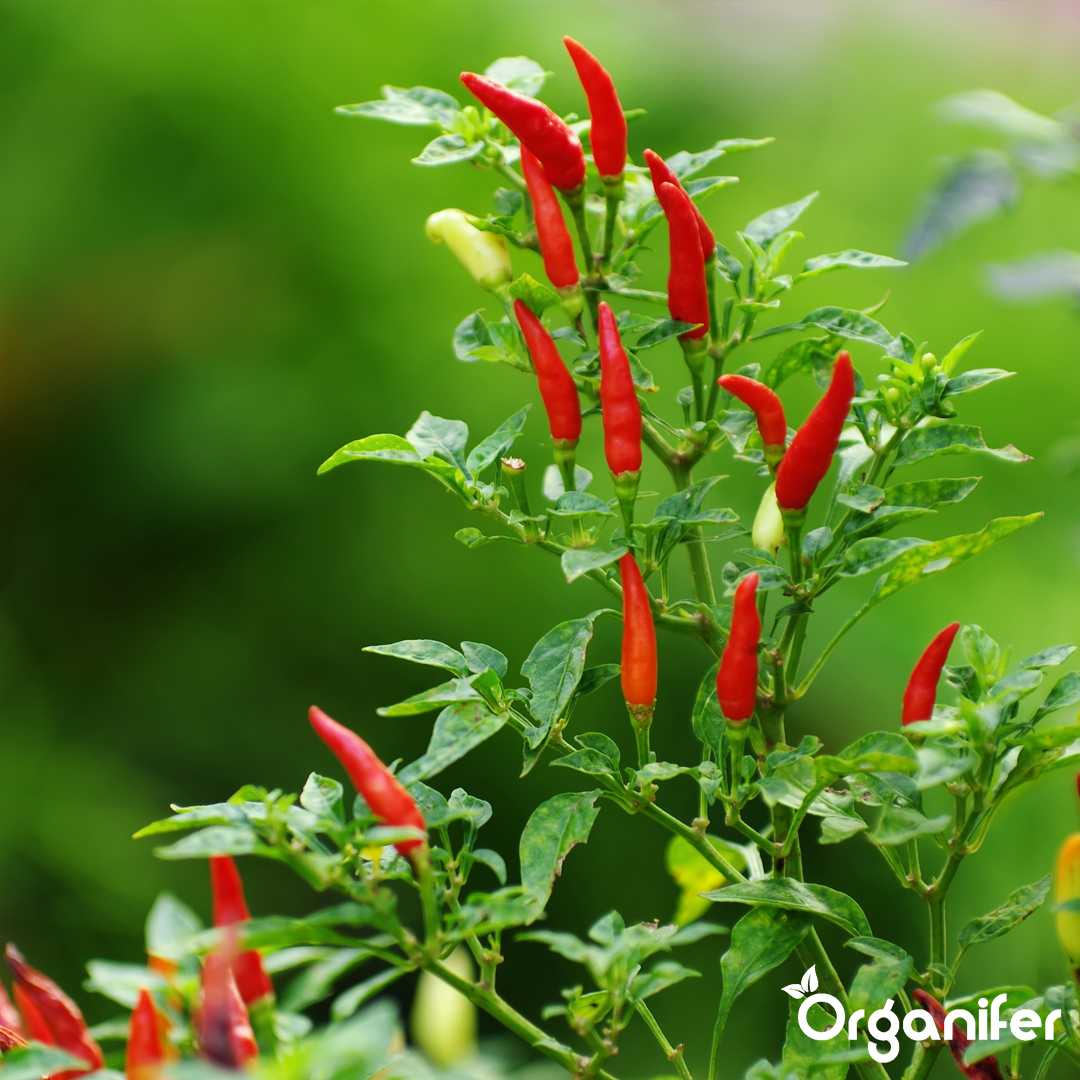 liquid fertiliser chili