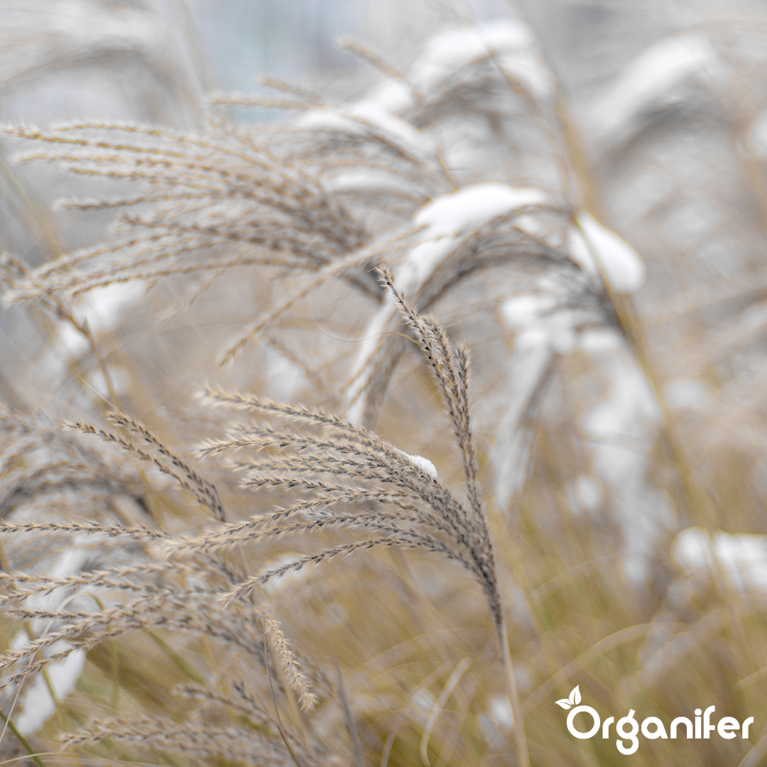 liquid fertiliser Chinese reed