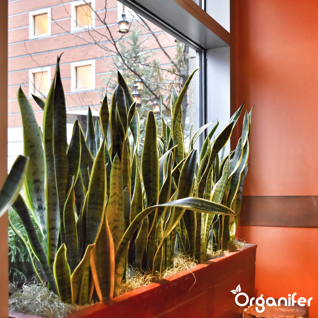 liquid fertiliser Bow hemp