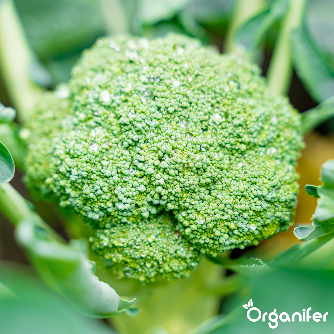 liquid fertiliser broccoli