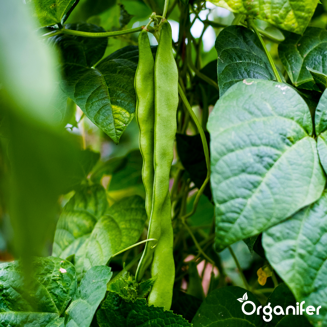 liquid fertiliser bean