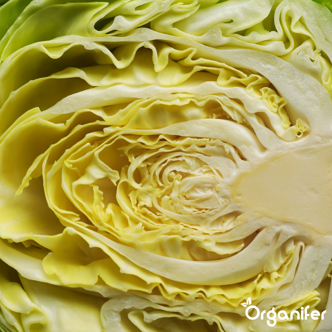 liquid fertiliser cabbage
